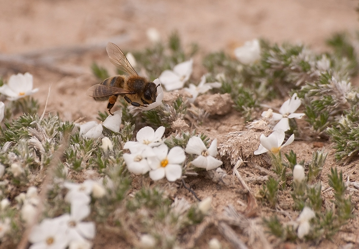 Spring Bee