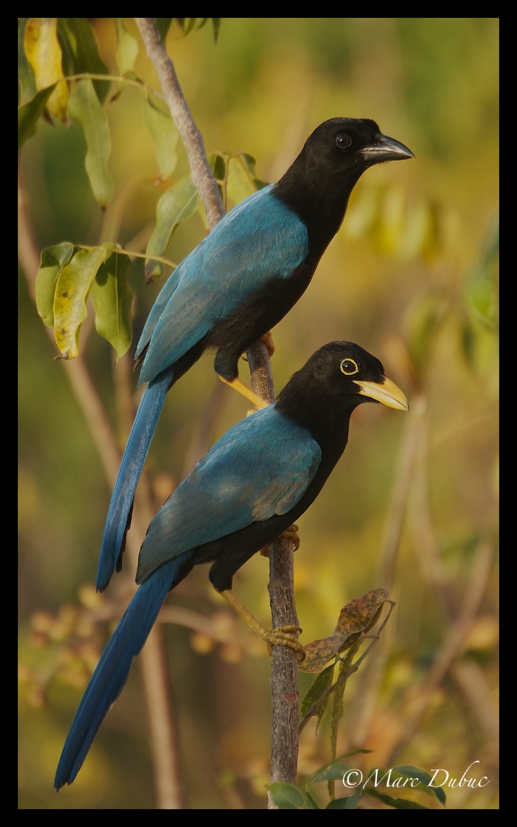 Yucatan Jay