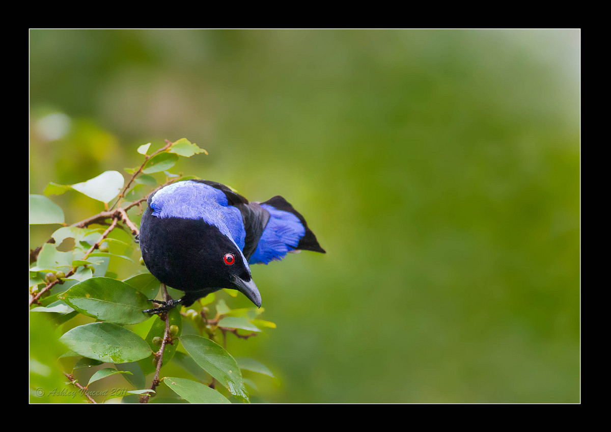 Asian Fairy Bluebird