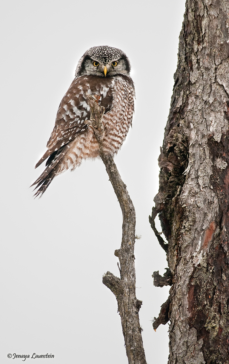 Male Northern Hawk Owl