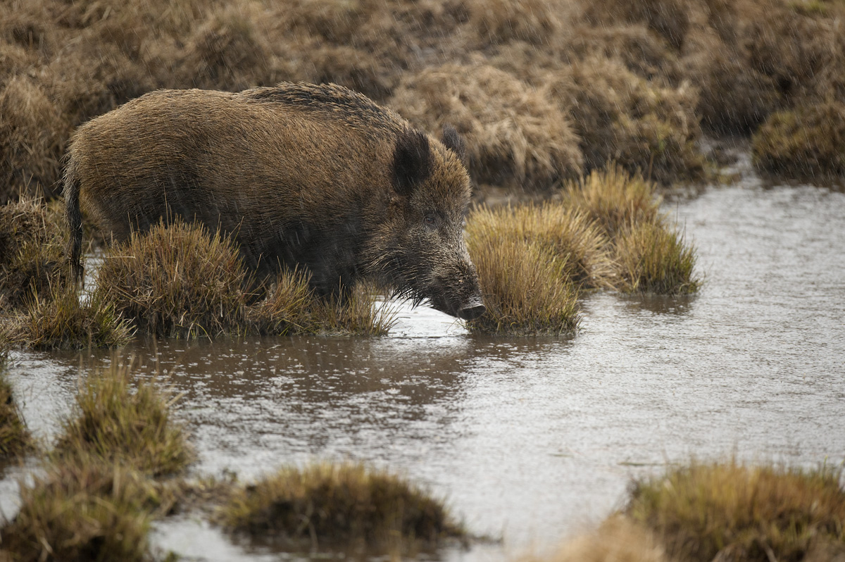 Wild boar at pool
