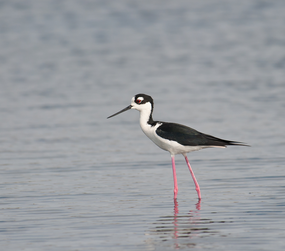 Black-necked Stilt