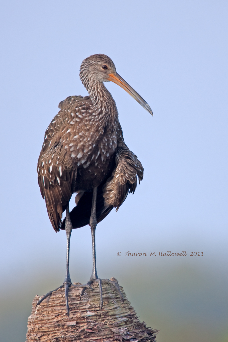 Limpkin