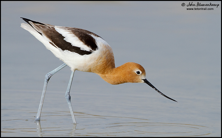 Avocet