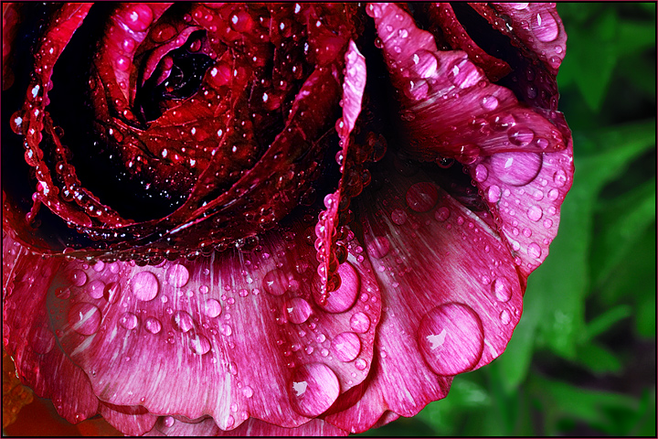 Rain Drops 