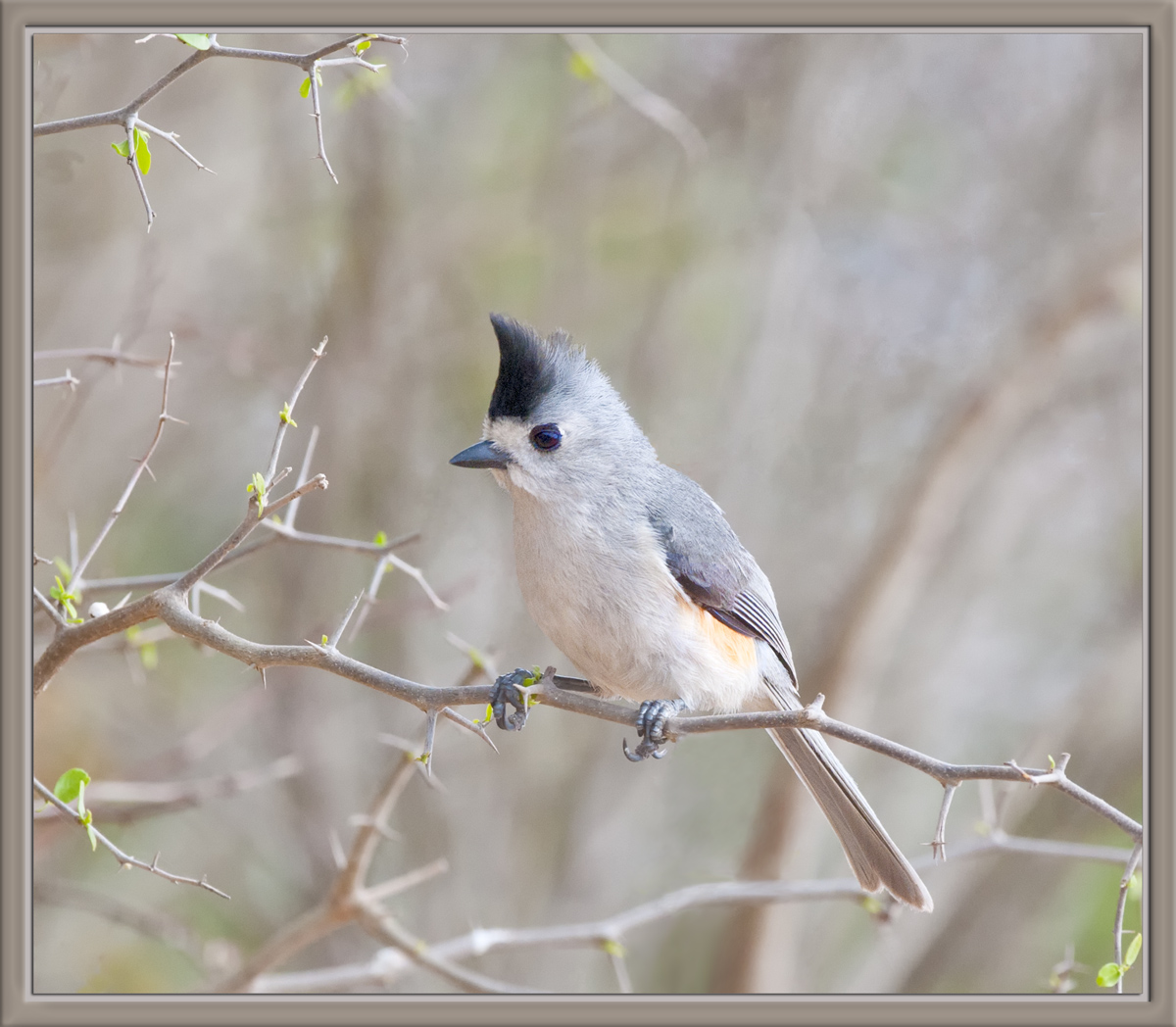 Black-Crested Titmouse