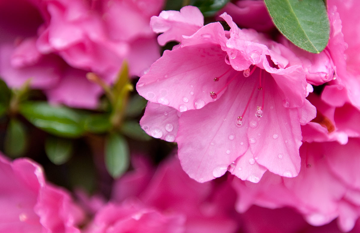 Azalea Pink