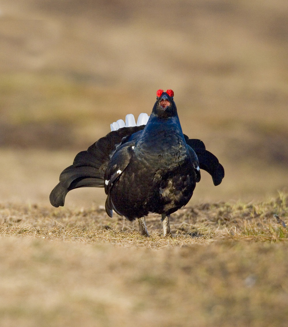Black Grouse Lekking