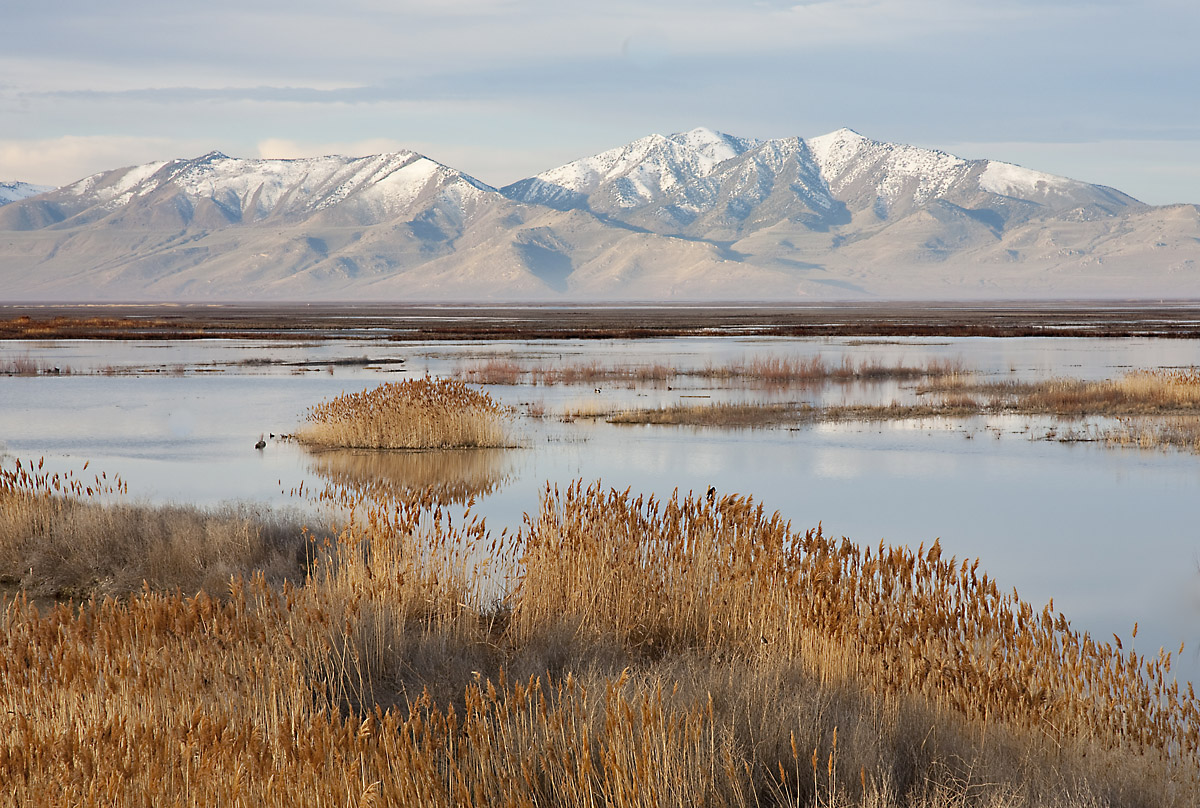 Bear River Bird Refuge