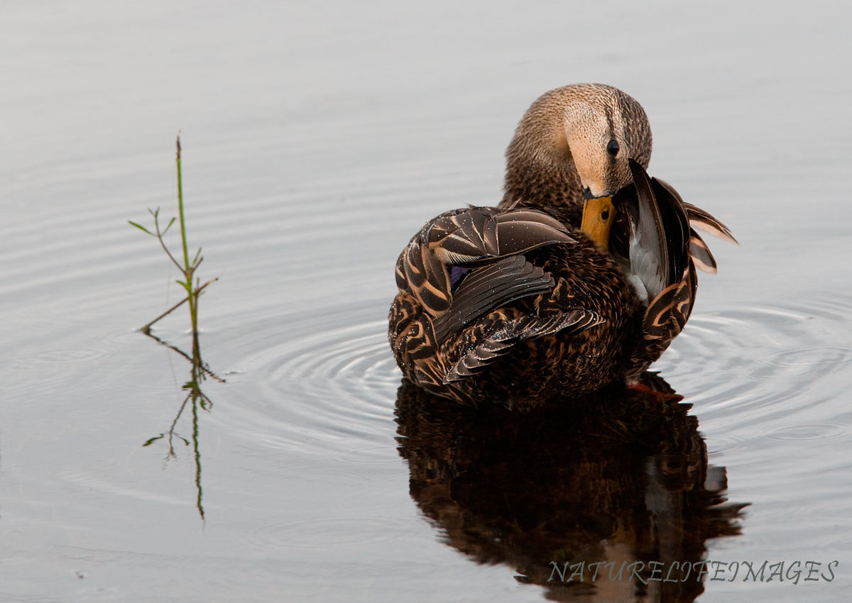 Duckin the rain