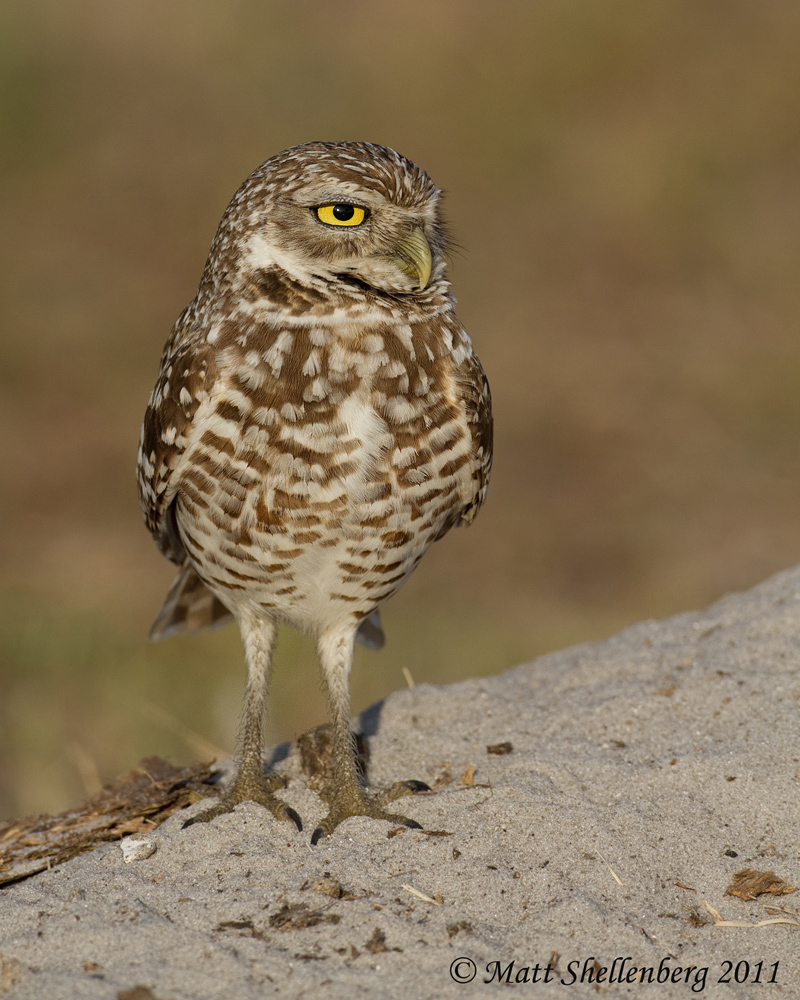 Burrowing Owl