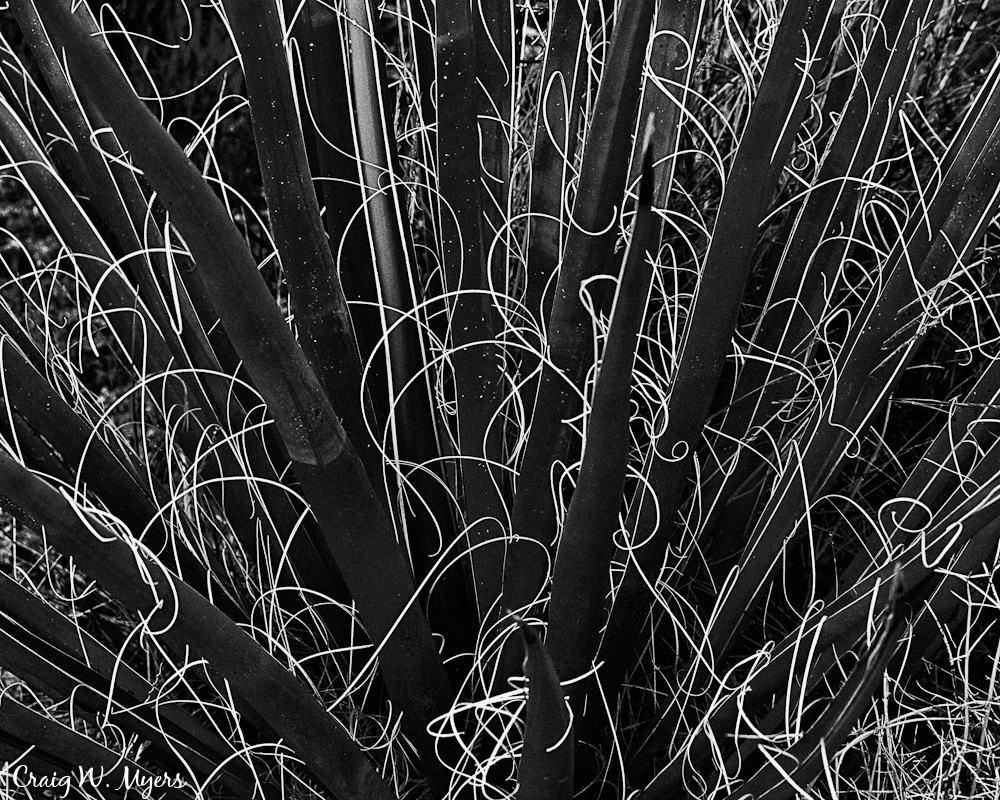 Spikes & Fibers
