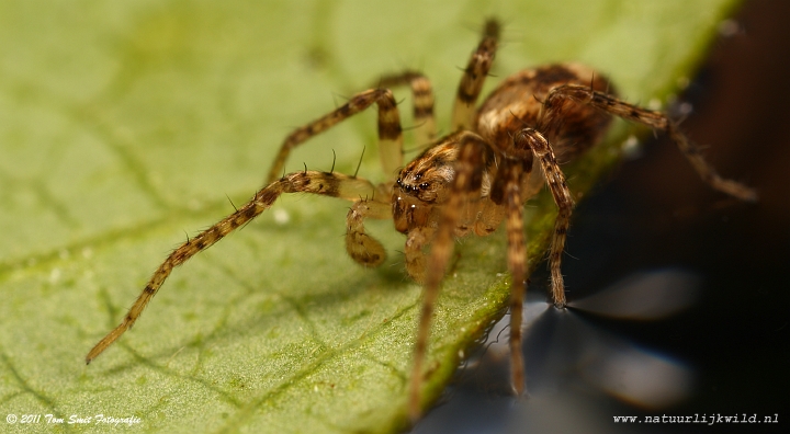 Little Spider on a Leave