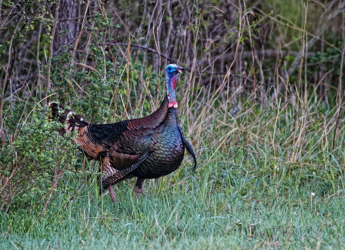 Wild Turkey
