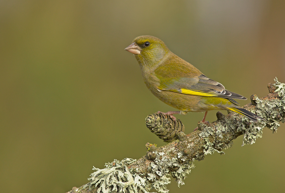Greenfinch,m.