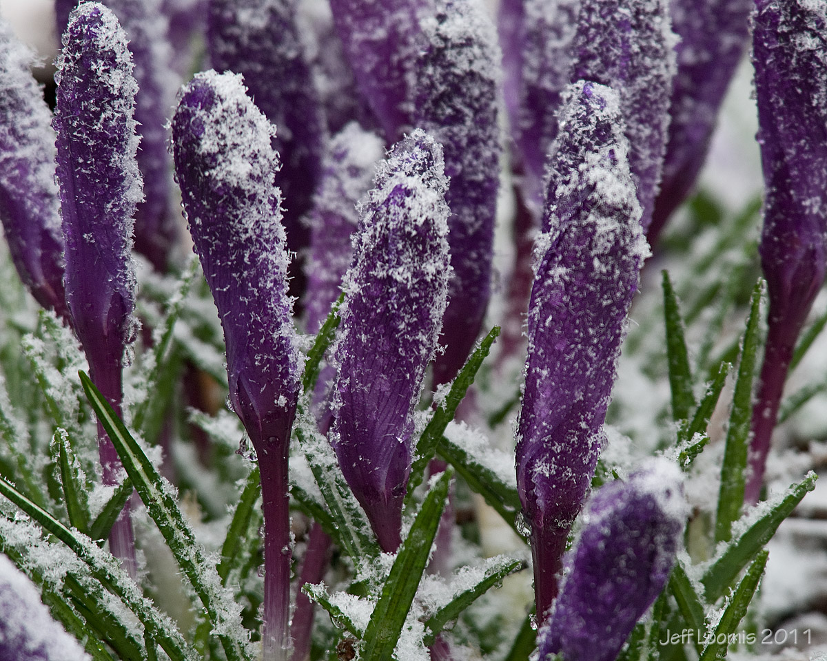 Not quite spring + Repost
