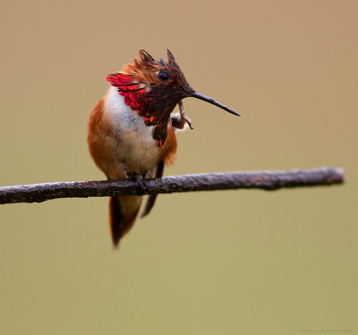 First Hummer of Spring