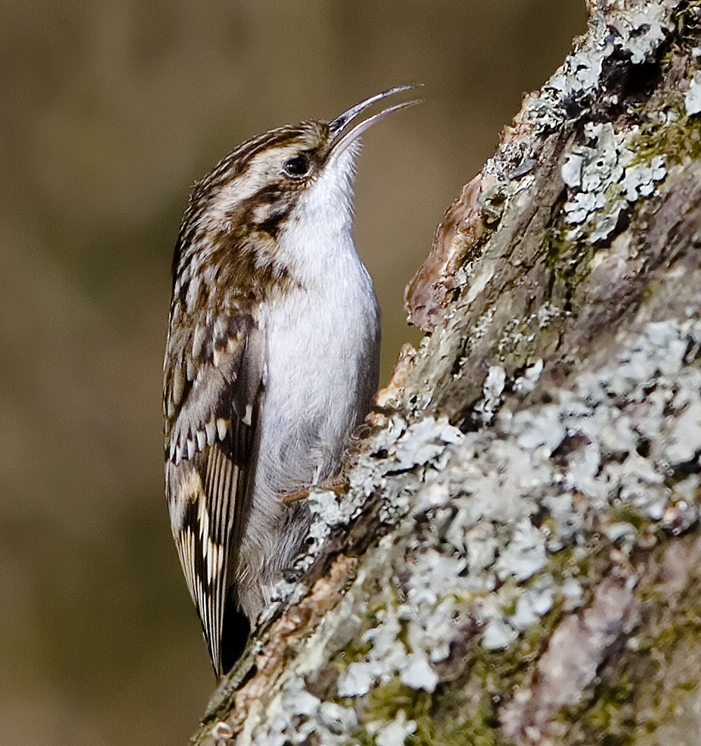 Tree Creeper 