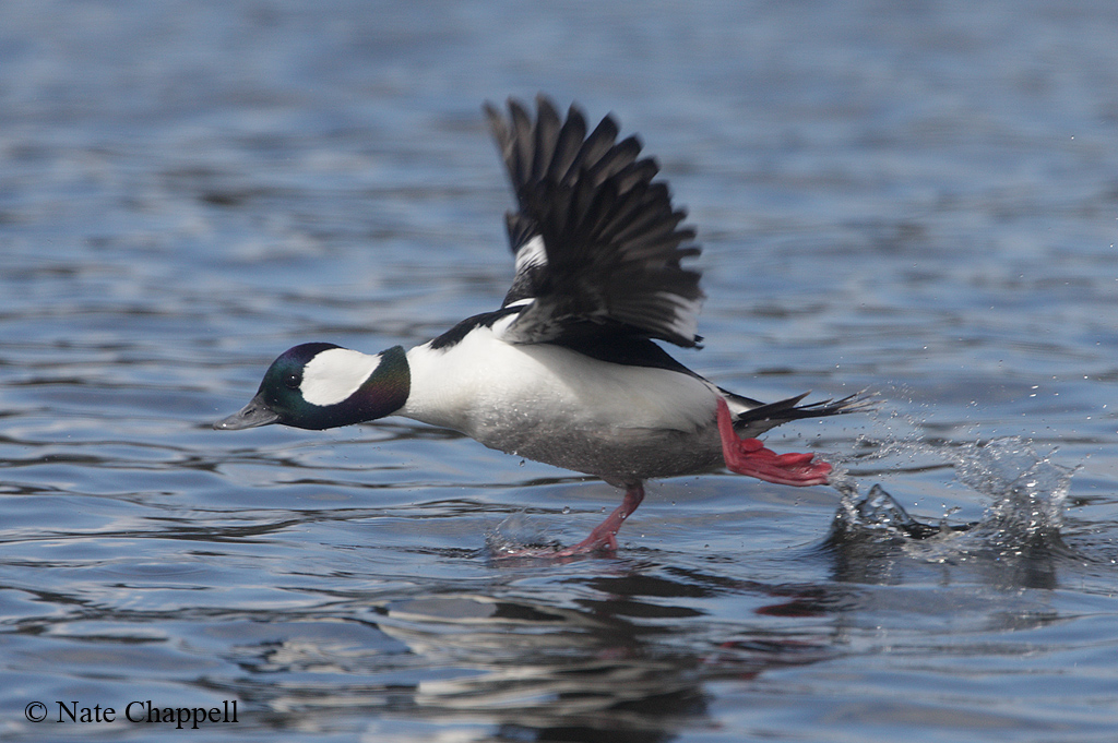 Bufflehead