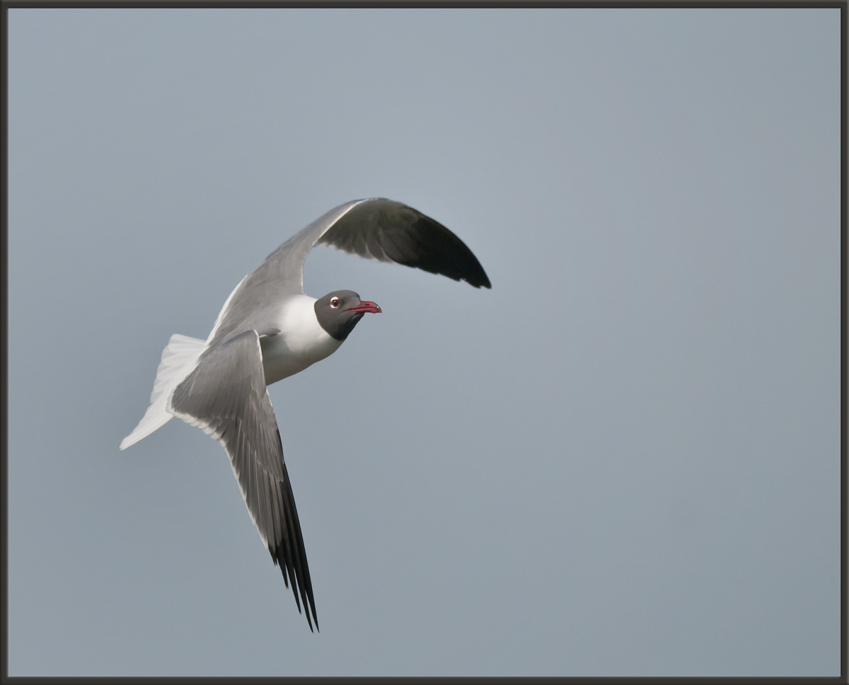 Laughing Gull 