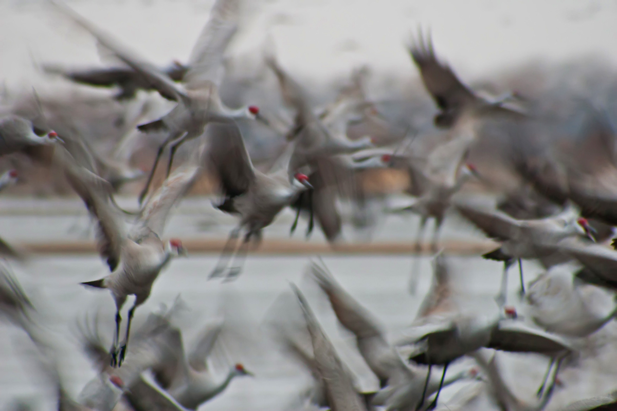 Taking Flight