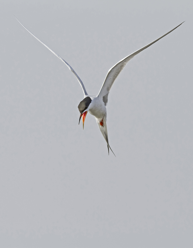 Forster Tern