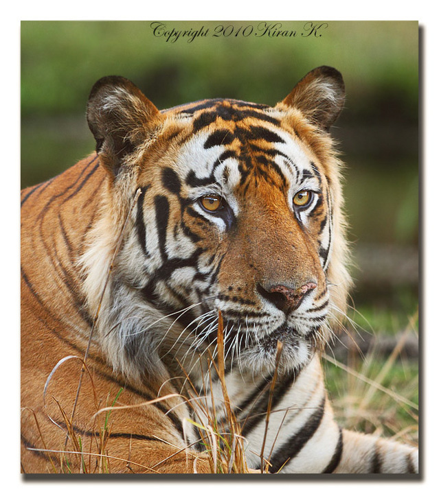 Indian Tigers