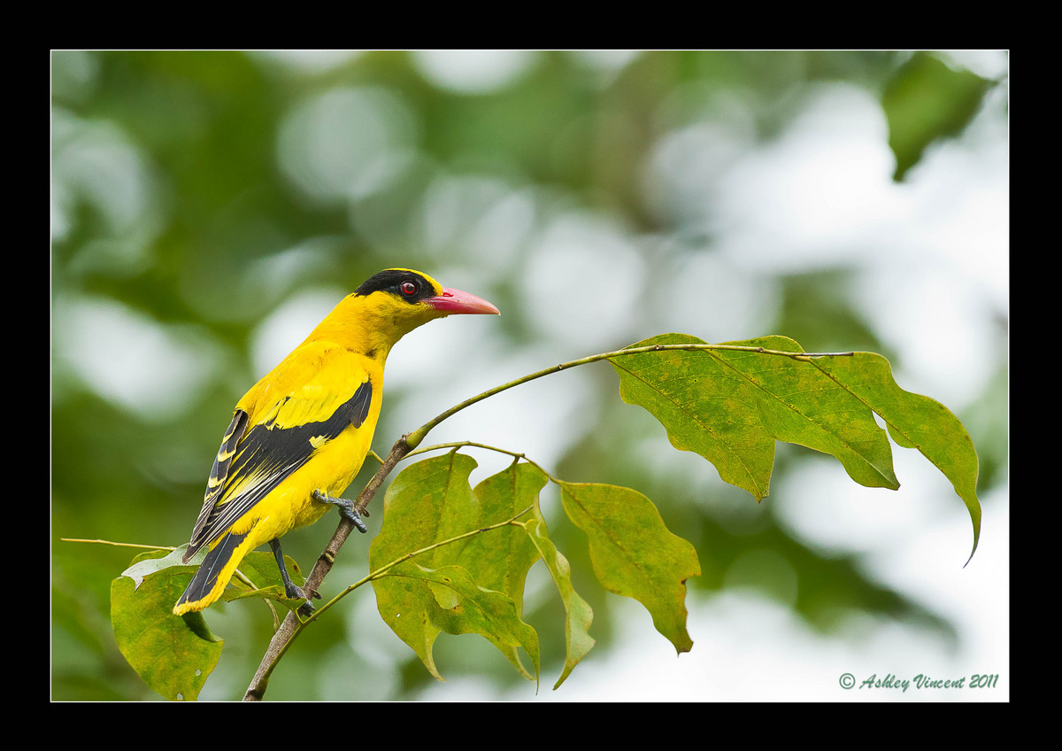 BN Oriole - Reworked!!!