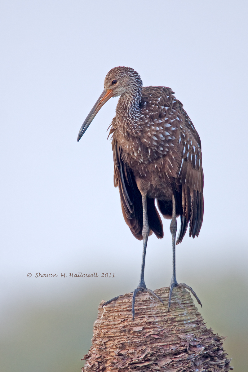 Limpkin