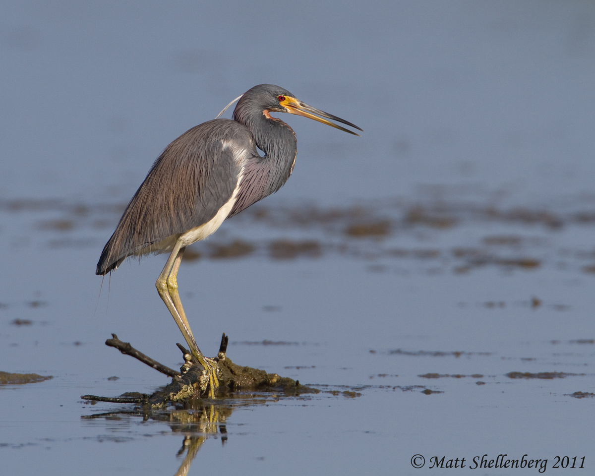Tri-colored Heron