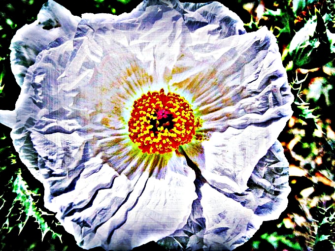 Amazing Poppy