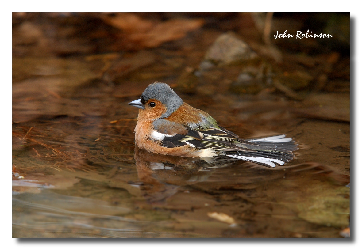 Soaking Chaffinch