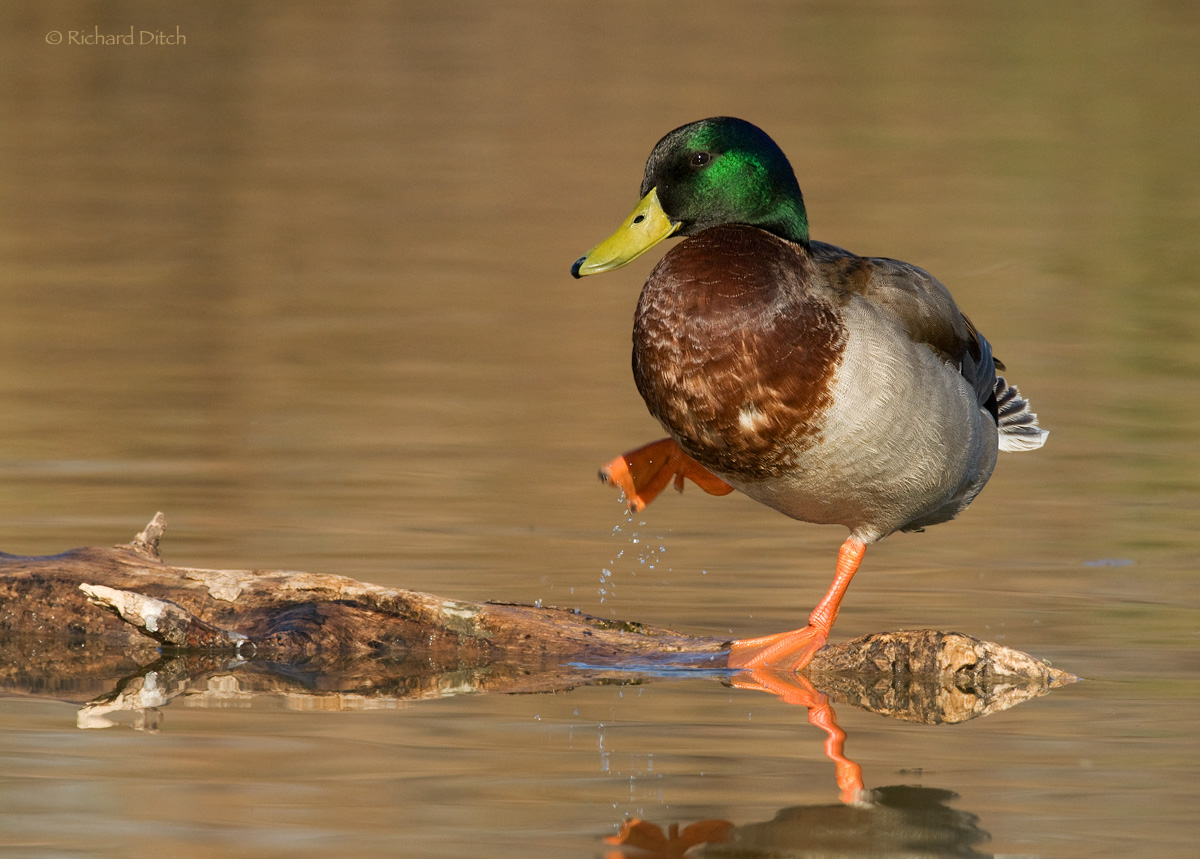 Mallard