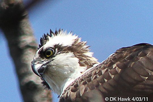 Osprey Close-Up