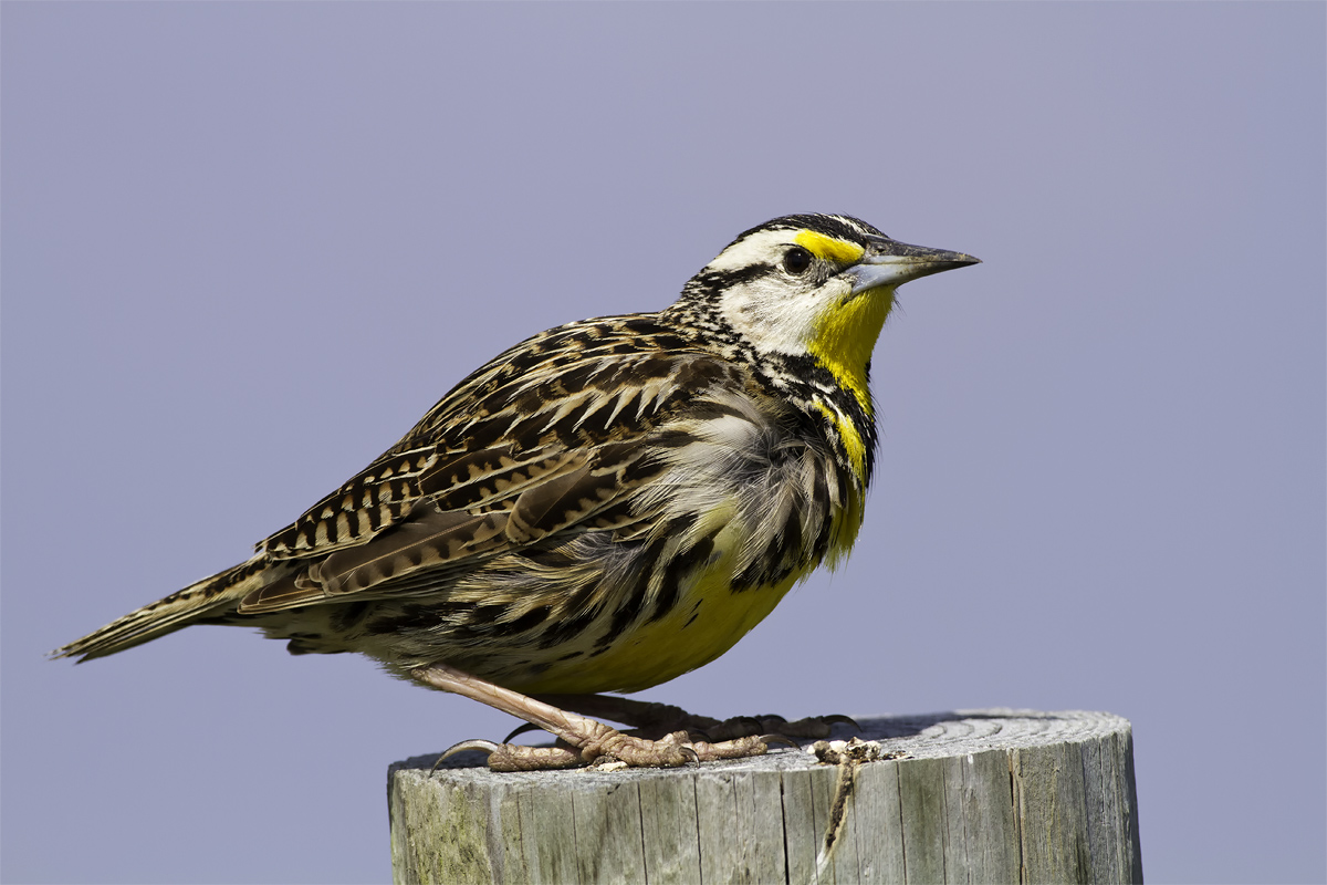 Meadowlark