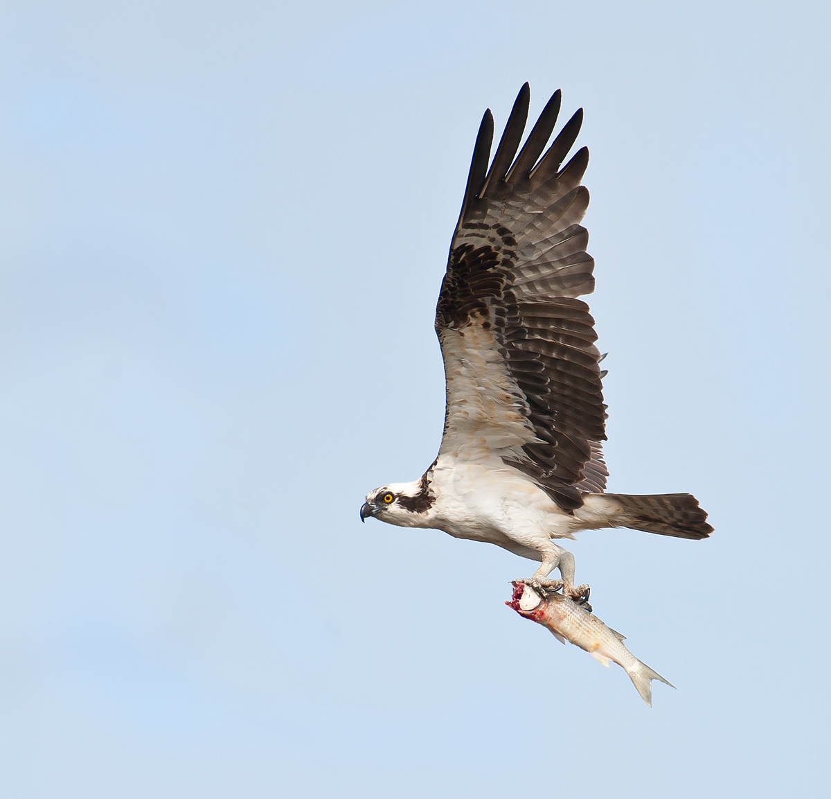 Osprey with Fish