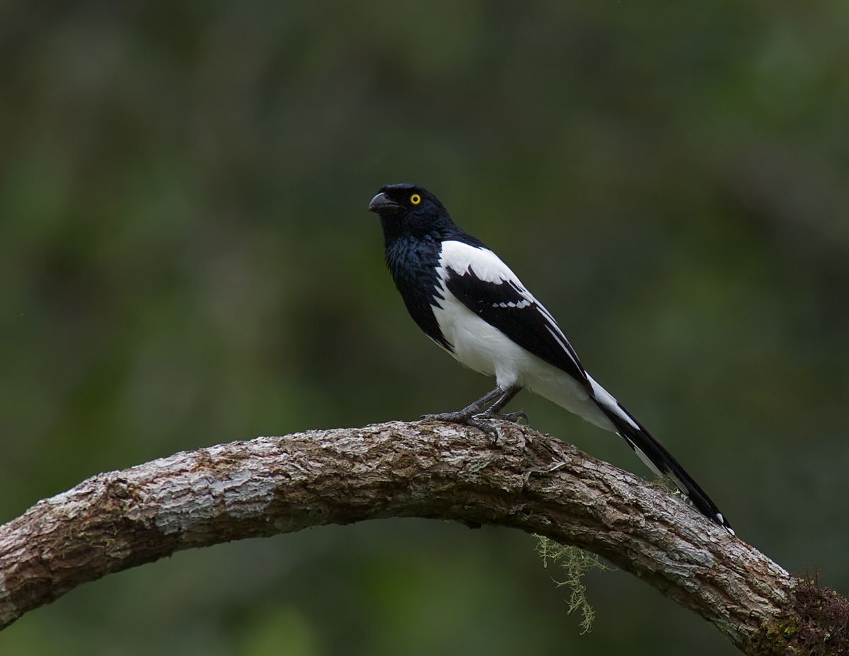 Magpie Tanager