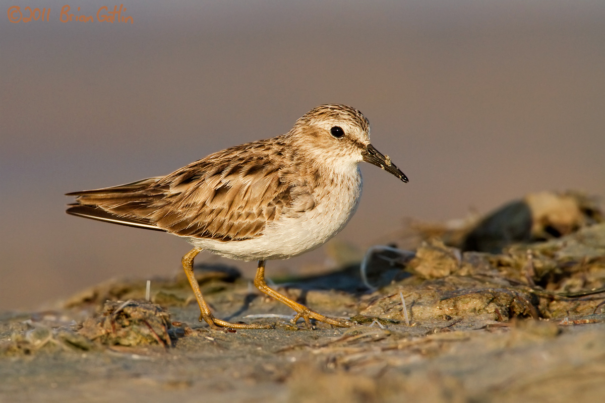 Least Sandpiper