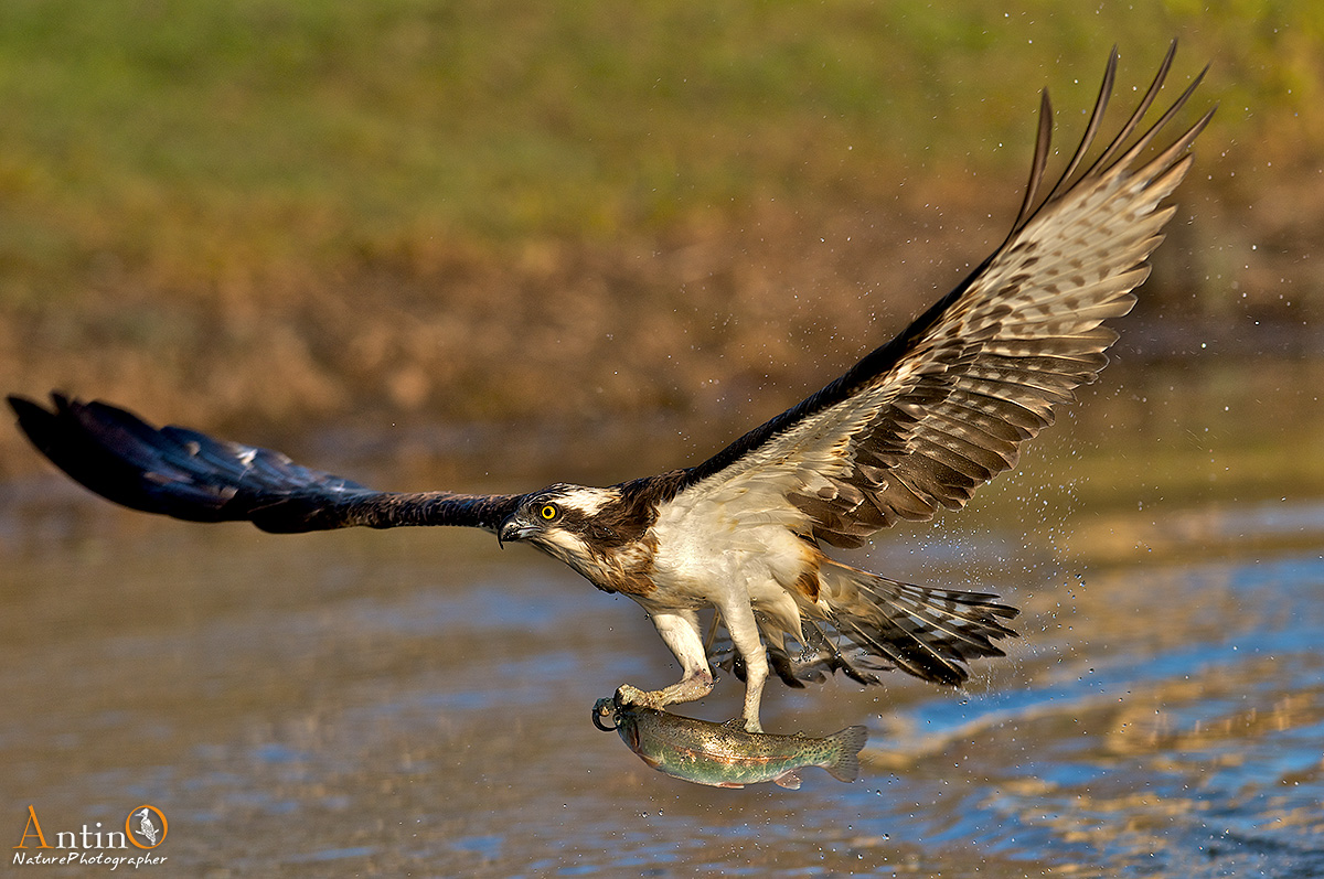 Osprey