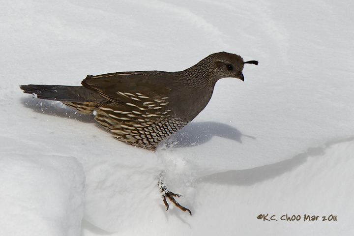 California Quail (REPOST)
