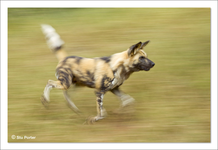 African Wilddog -Captive
