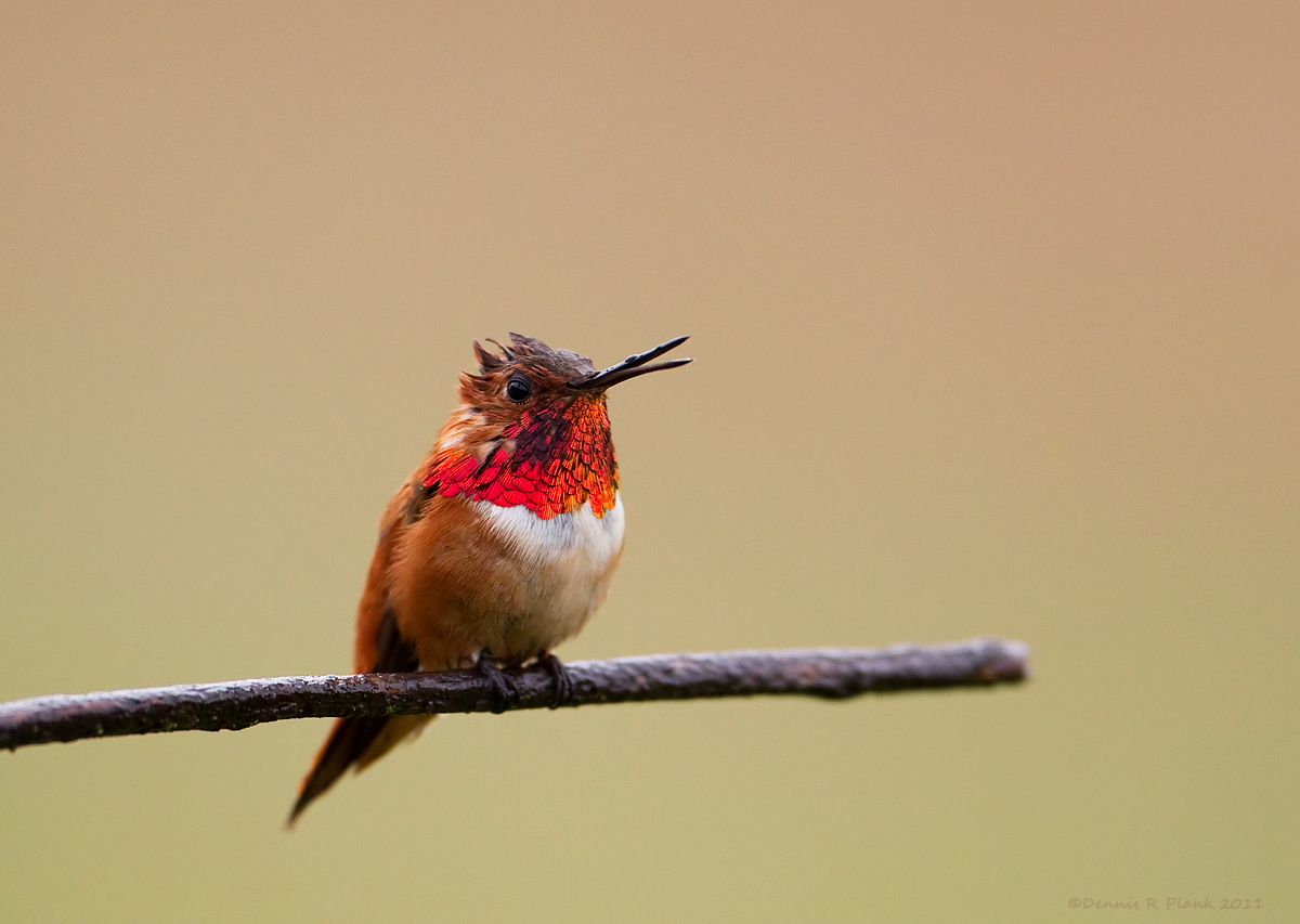 Rufous Hummingbird