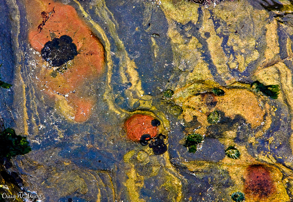 Tidepool Abstract.
