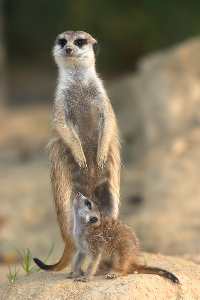 Meerkat with baby (c)