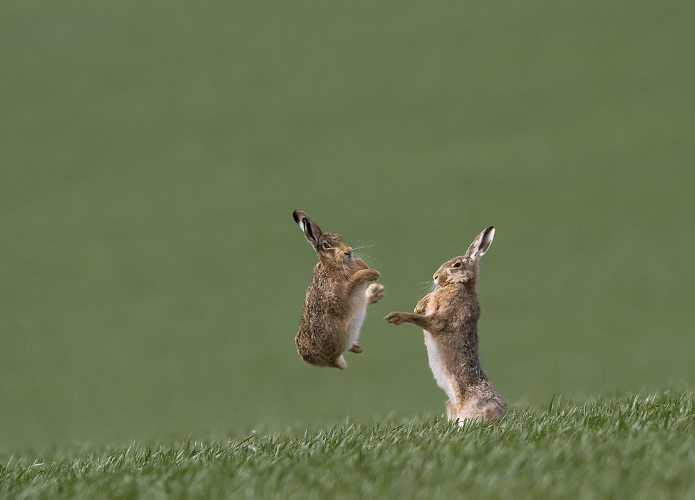 Brown Hares Boxing