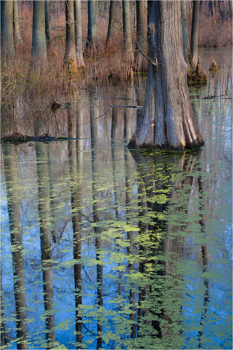 Heron Pond Spring II