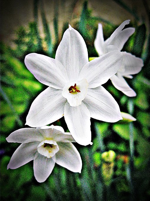 White Stars
