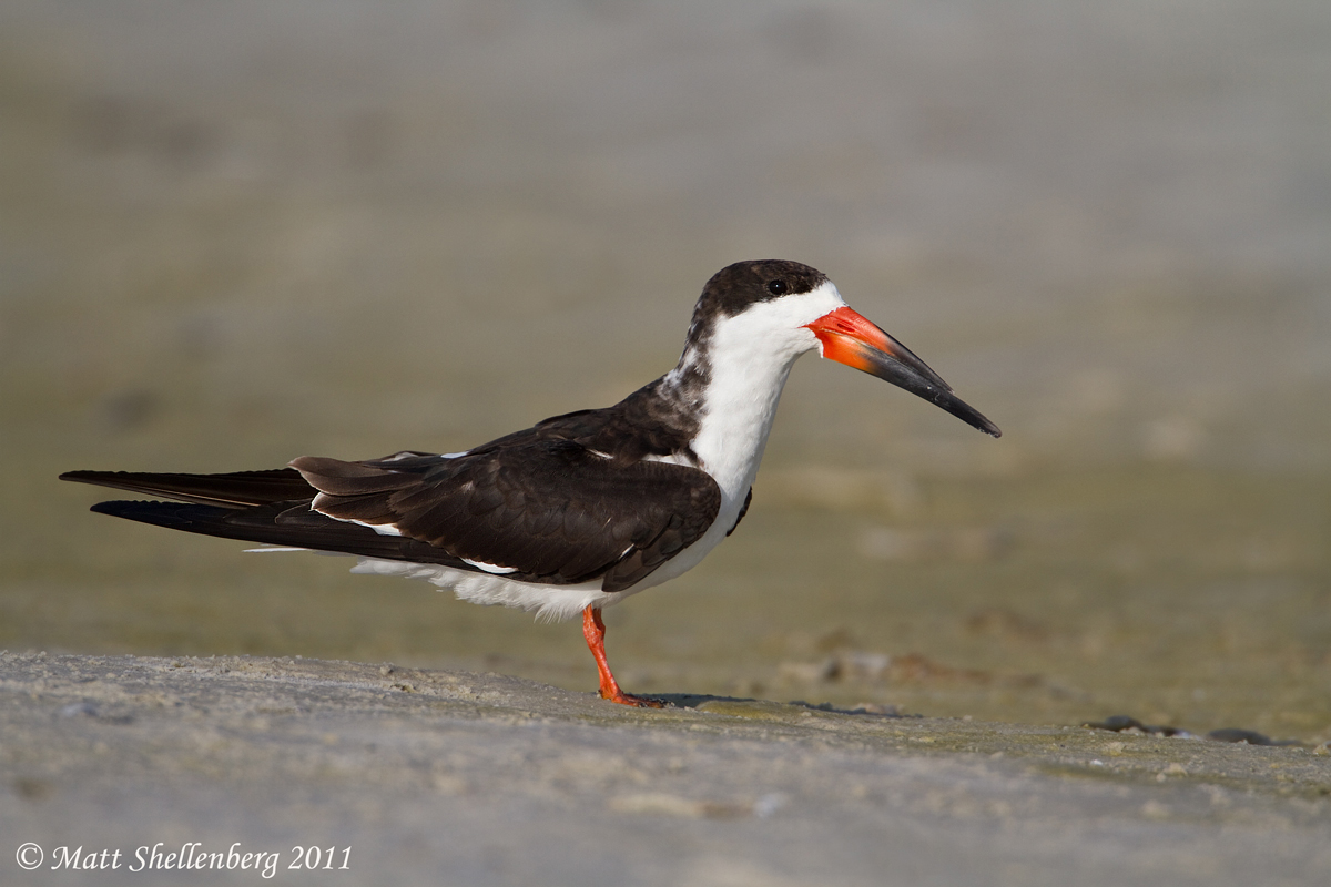 Black Skimmer