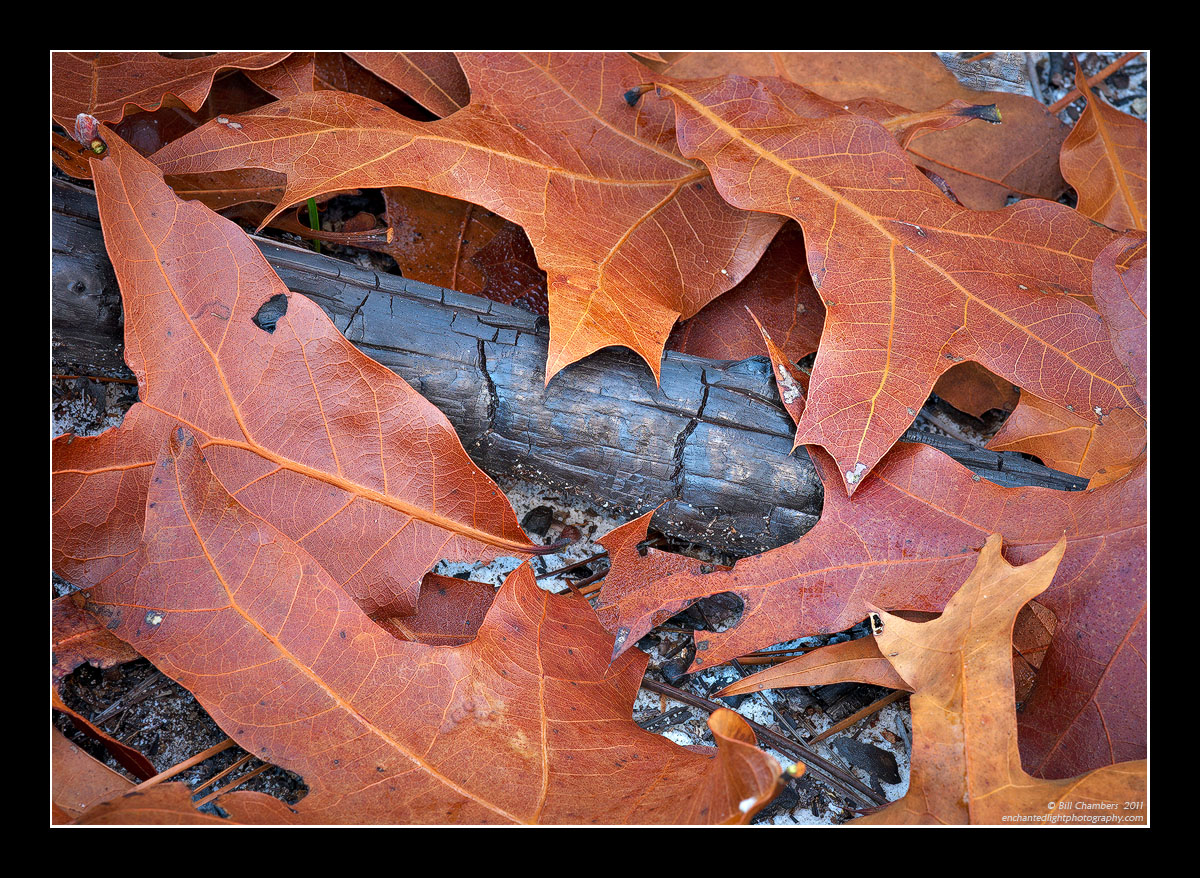 Leaves on Burned Branch