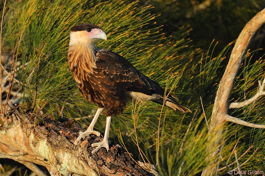 Crested Caracara ( juv )